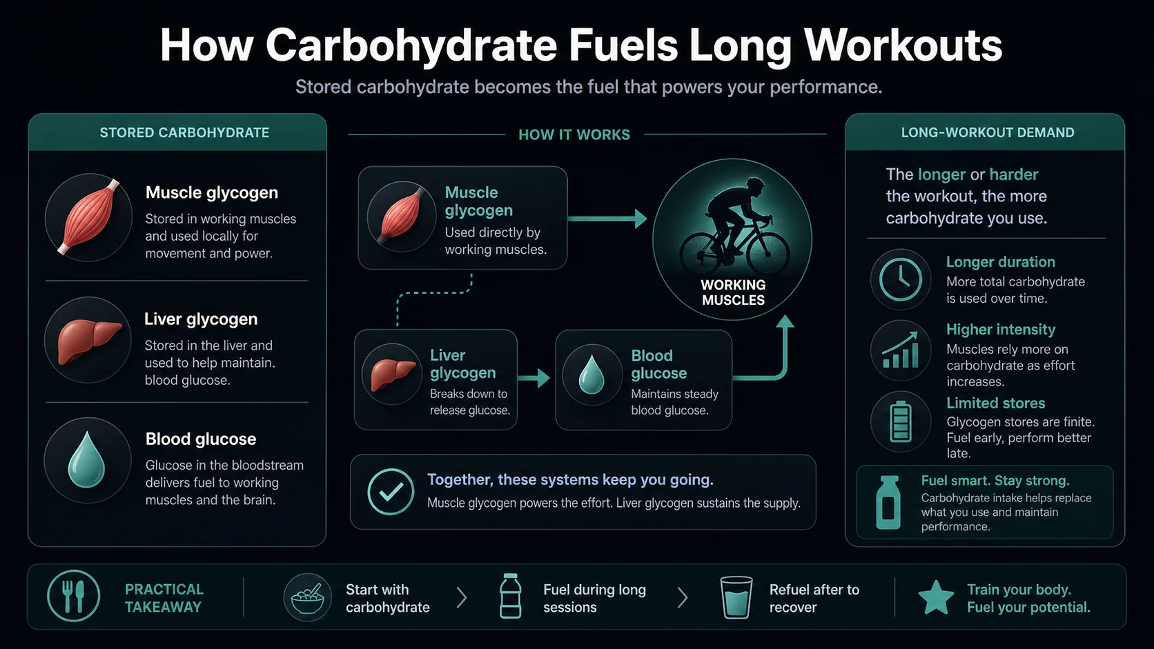 Infographic showing muscle glycogen, liver glycogen, blood glucose, and long-workout demand.